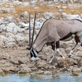 Gemsbok (Oryx gazella)