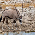 Gemsbok (Oryx gazella)