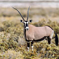 Gemsbok (Oryx gazella)