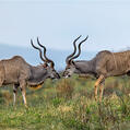 Greater Kudu (Strepsiceros strepsiceros)