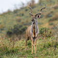 Greater Kudu (Strepsiceros strepsiceros)