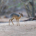 Kirk's Dik-Dik (Madoqua kirkii)