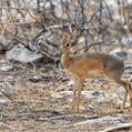 Kirk's Dik-Dik (Madoqua kirkii)
