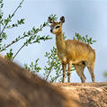 Klipspringer (Oreotragus oreotragus)