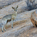 Klipspringer (Oreotragus oreotragus)