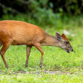 Natal Red Duiker (Cephalophus natalensis)