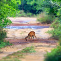 Natal Red Duiker (Cephalophus natalensis)