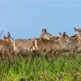 Waterbuck (Kobus ellipsiprymnus)