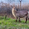Waterbuck (Kobus ellipsiprymnus)