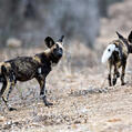 African Wild Dog (Lycaon pictus)