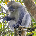 Blue Monkey (Cercopithecus mitis)