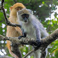Blue Monkey (Cercopithecus mitis)