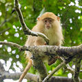 Blue Monkey (Cercopithecus mitis)
