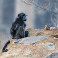 Chacma Baboon (Papio ursinus)
