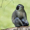 Vervet Monkey (Chlorocebus pygerythrus)
