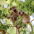 Vervet Monkey (Chlorocebus pygerythrus)