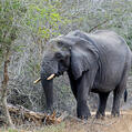 African Elephant (Loxodonta africana)
