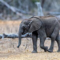 African Elephant (Loxodonta africana)
