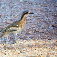 Bush Stone-curlew (Burhinus grallarius)