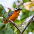 White-browed Robin-Chat (Cossypha heuglini)
