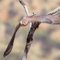 Brown Falcon (Falco berigora)