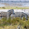 Plains Zebra (Equus quagga)