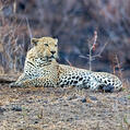 Leopard (Panthera pardus)