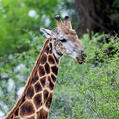 Giraffe (Giraffa camelopardalis)