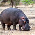 Hippopotamus (Hippopotamus amphibius)