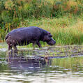 Hippopotamus (Hippopotamus amphibius)