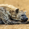 Spotted Hyaena (Crocuta crocuta)