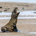 Afro-Australian Fur Seal (Arctocephalus pusillus)