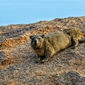 Rock Hyrax (Procavia capensis)