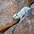 Rock Hyrax (Procavia capensis)