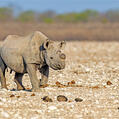 Black Rhinoceros (Diceros bicornis)