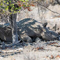 Black Rhinoceros (Diceros bicornis)