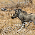 Common Warthog (Phacochoerus africanus)