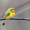Little Bee-eater (Merops pusillus)