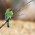 Little Bee-eater (Merops pusillus)