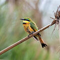 Little Bee-eater (Merops pusillus)