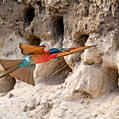 Southern Carmine Bee-eater (Merops nubicoides)