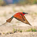 Southern Carmine Bee-eater (Merops nubicoides)