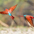 Southern Carmine Bee-eater (Merops nubicoides)