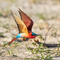 Southern Carmine Bee-eater (Merops nubicoides)