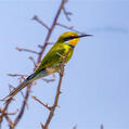 Swallow-tailed Bee-eater (Merops hirundineus)