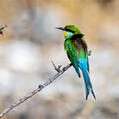 Swallow-tailed Bee-eater (Merops hirundineus)