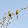 White-fronted Bee-eater (Merops bullockoides)