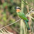 White-fronted Bee-eater (Merops bullockoides)