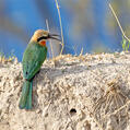 White-fronted Bee-eater (Merops bullockoides)