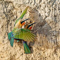 White-fronted Bee-eater (Merops bullockoides)